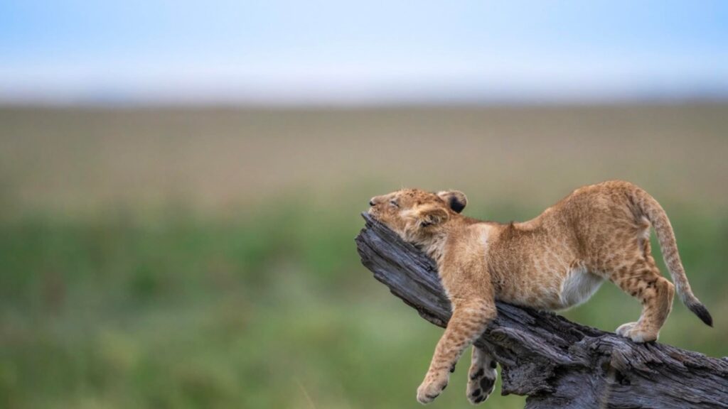 lazy